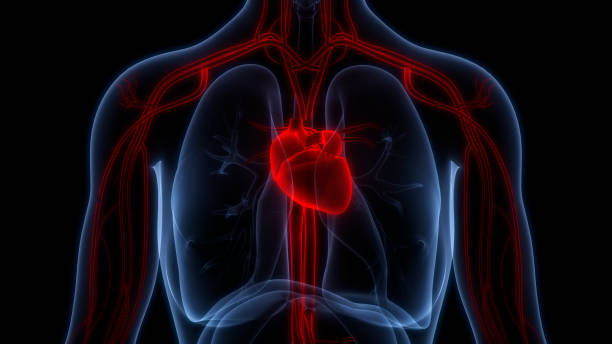 istock Human Circulatory System Heart Anatomy 1433074988
