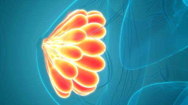 żeńskie narządy wewnętrzne gruczoły sutkowe anatomia - gland lobule zdjęcia i obrazy z banku zdjęć