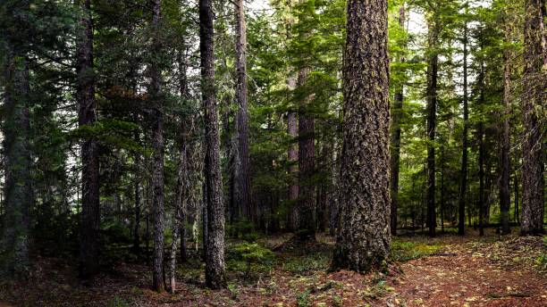 istock View of trees with green leafy branches in the woods 1433075039