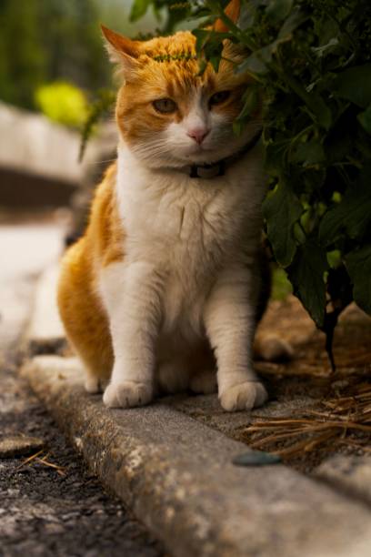 istock Selective focus shot of red and white street cat 1433075491