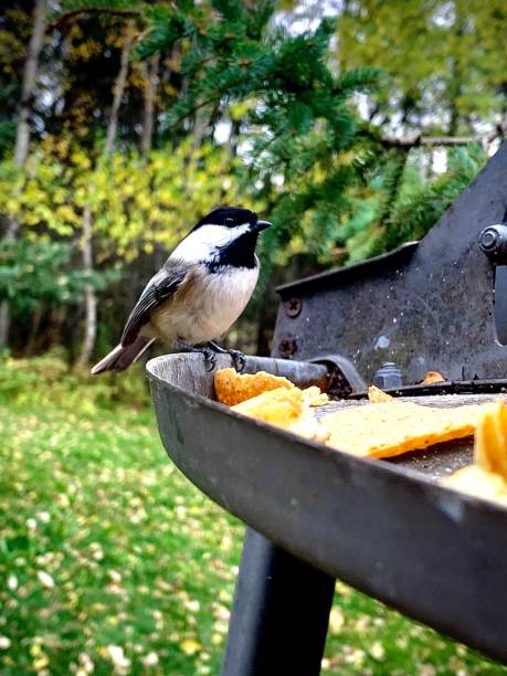 istock Willow tint bird sitting on the feeder, close-up 1433075585