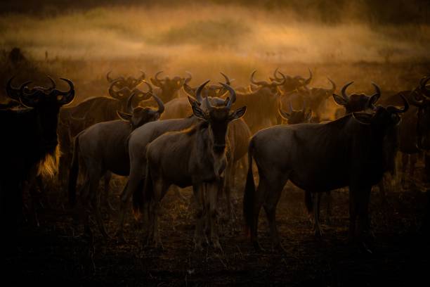 istock Herd of wilder beast in the wild 1433075730