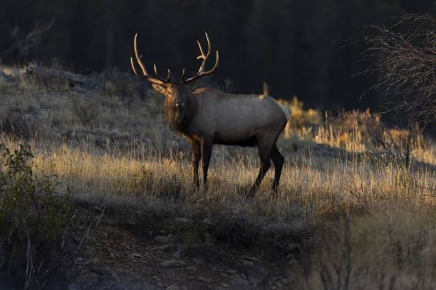 Red deer (Cervus elaphus) resting on a hillslide and eating grass