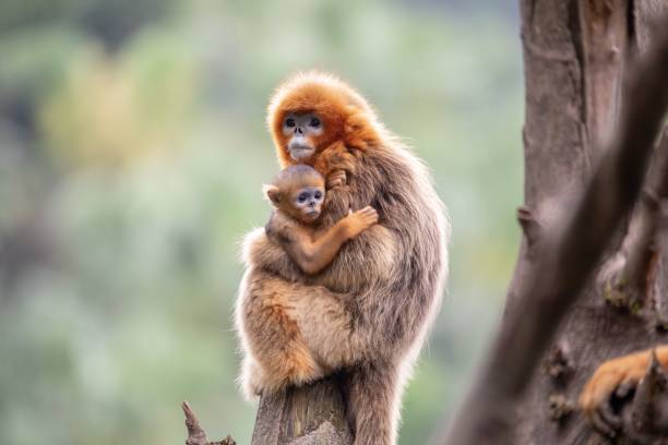 istock Red howler monkey mother carrying her baby 1433075862