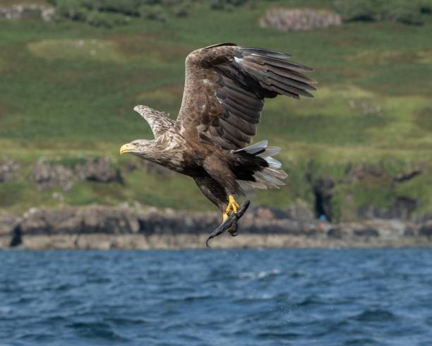 istock White-tailed eagle (Haliaeetus albicilla) with fish on Isle of Mull, Scotland 1433075872
