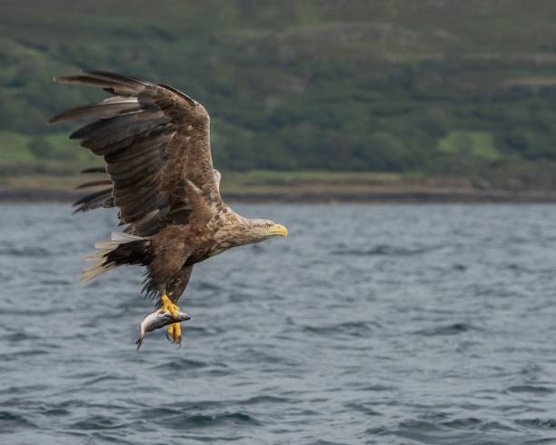 istock White-tailed eagle (Haliaeetus albicilla) with fish on Isle of Mull, Scotland 1433075877
