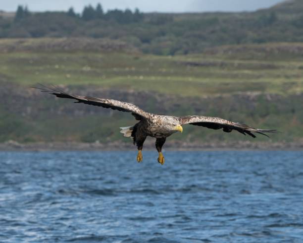 istock White-tailed eagle (Haliaeetus albicilla) on Isle of Mull, Scotland 1433075879
