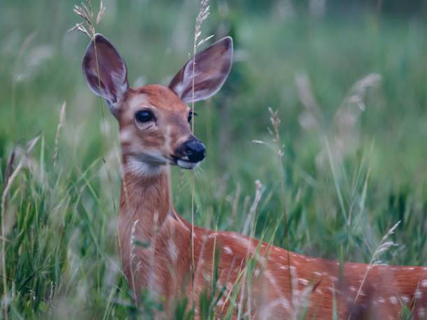 istock Side closeup of a white-tailed deer in the field with blurred background 1433076002