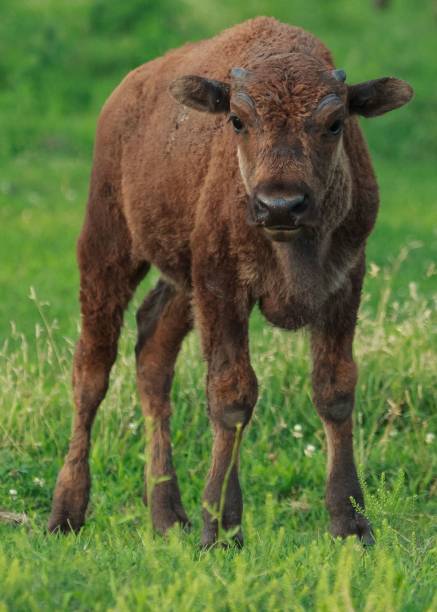 istock Vertical shot of a brown calf on the grass 1433076399