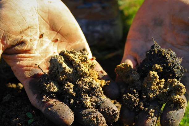istock Closeup of the gardener's soiled hands 1433076564