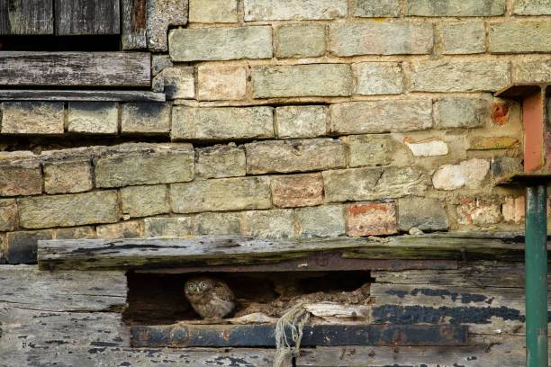 istock Brown owl hiding in the wooden structure under the brick wall 1433076612