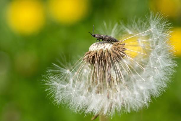 istock Small black insect standing on a common dandelion in closeup 1433076786