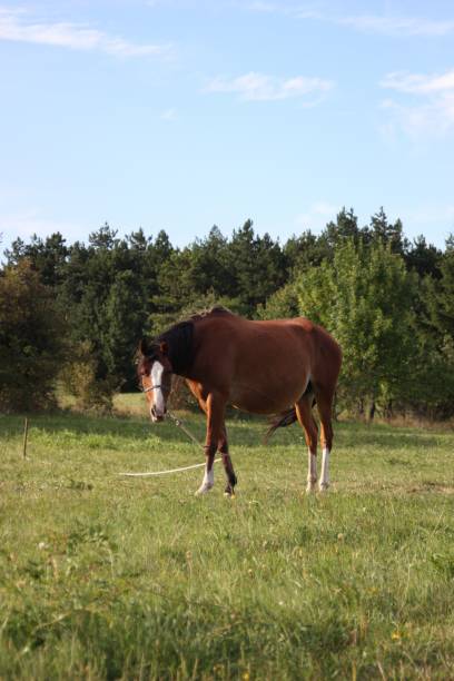 istock Mare horse is tied in grass field with trees background 1433076986