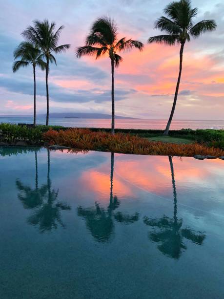 istock Vertical shot of palm trees at the shore with its reflection in the water 1433077251