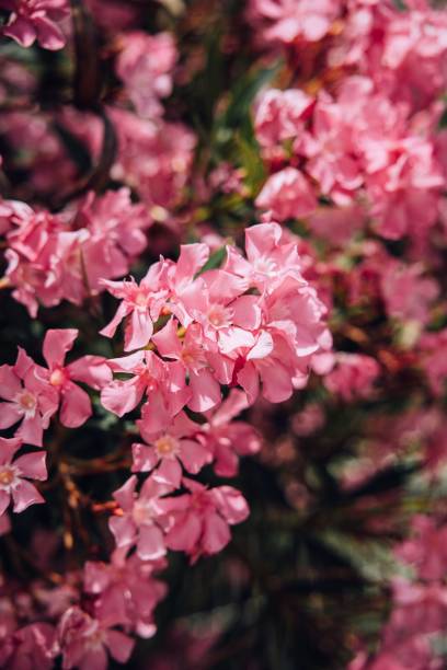 istock Vertical close-up of beautiful Oleander flowersGreat for wallpapers 1433077430