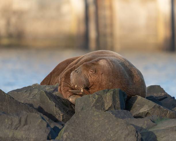 istock Arctic Walrus resting on rocks in Northumberland, England 1433077756