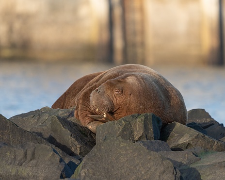 The Arctic Walrus resting on rocks in Northumberland, England