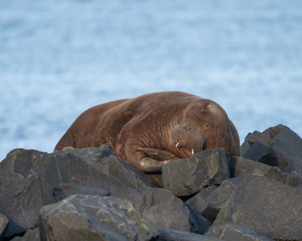 istock Arctic Walrus resting on rocks in Northumberland, England 1433077757
