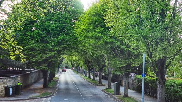 istock Cars on the road surrounded by green trees 1433077795