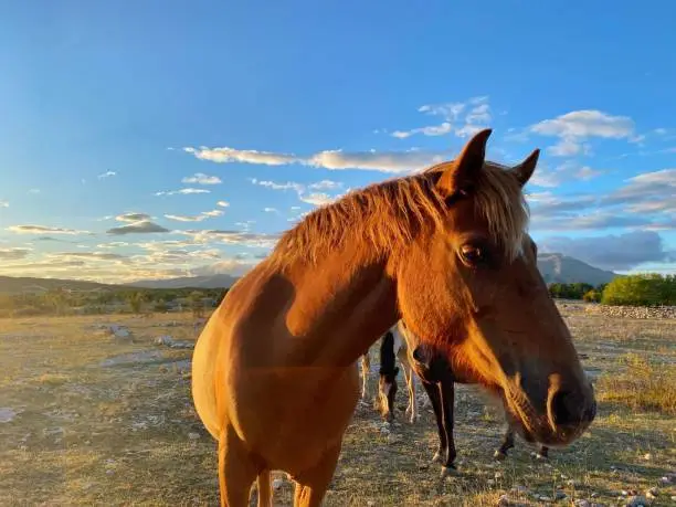 Photo of Closeup of a brown Bashkir horse in the steppe with blue sky in the background