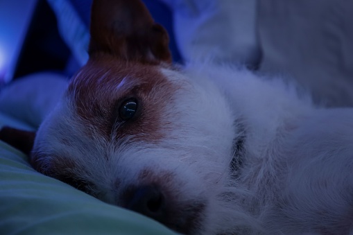 A closeup shot of an adorable fluffy brown white dog laying on a bed