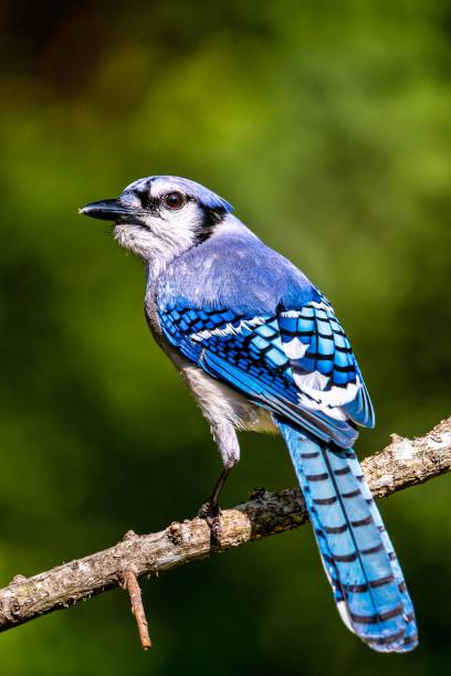 istock Vertical closeup shot of a bright blue jay bird perched on a branch 1433078190