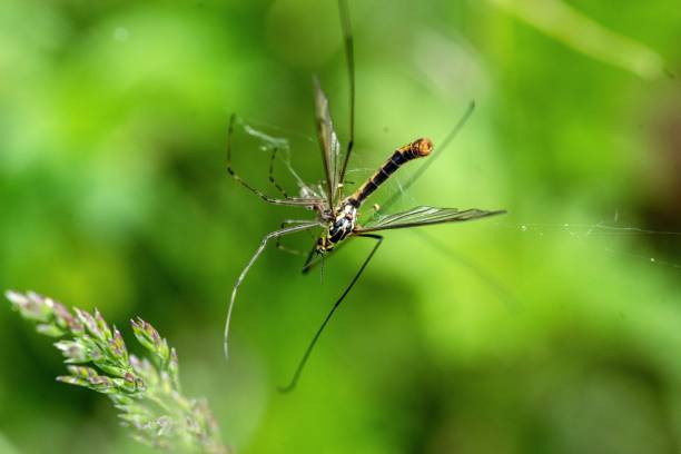 istock Small crane fly (Nephrotoma) on a blurred green background in closeup 1433078212
