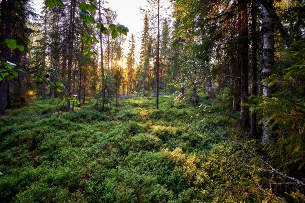 istock Sun shining brightly through thin trees of a forest 1433078301