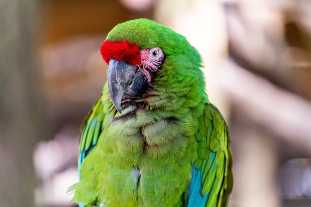 istock Selective focus shot of great green macaw (Ara ambiguus) 1433078908