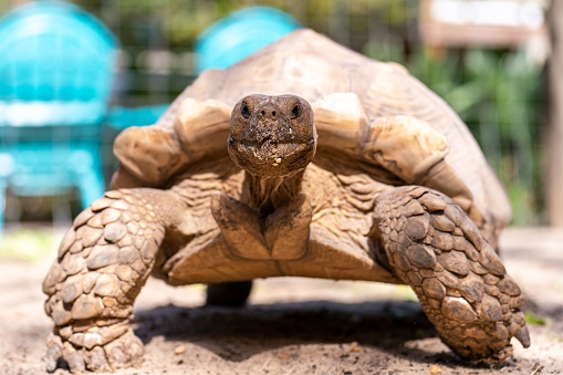 A selective focus shot of giant tortoise