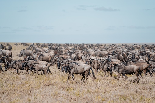 A herd of wildebeests grazing on dried grasses under a sunny day