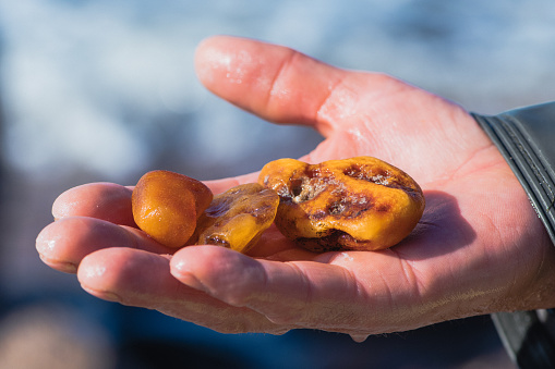 Amber catching in the Baltic Sea