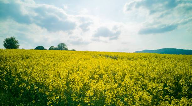 istock Beautiful countryside landscape on a sunny day 1433079751