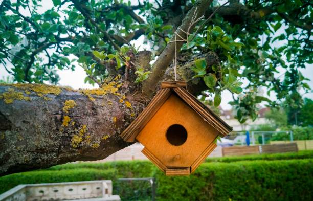 istock Closeup shot of a birdhouse on a tree 1433079766