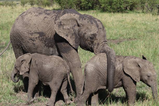 istock Mother elephant with her babies in the Massai Mara safari 1433080096