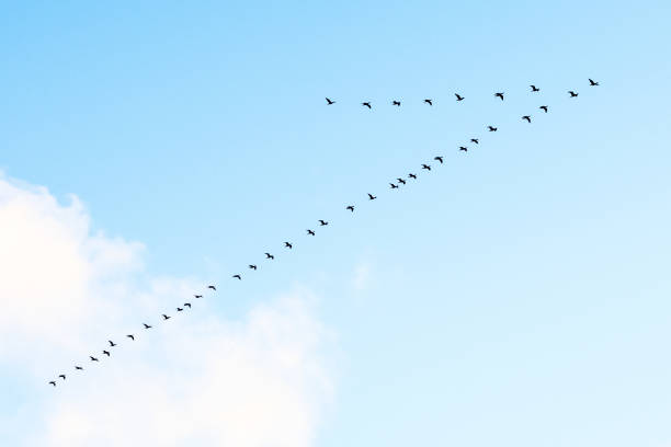 istock Black cormorants flying in a V formation against the sky 1433080102