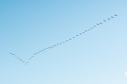 Black cormorants flying in a V formation against the sky on the Baltic Sea in Lithuania. Birds migration concept