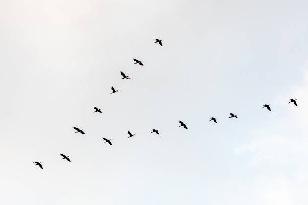 istock Black cormorants flying in a V formation against the sky 1433080111