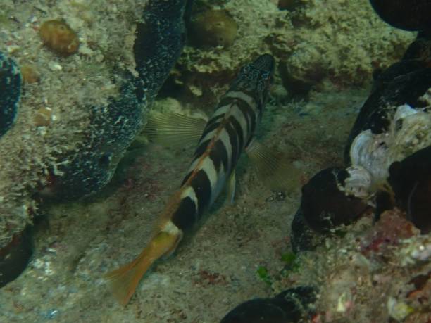 istock Underwater shot of a Comber fish on a reef 1433080121