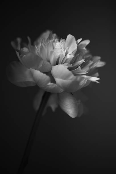 Grayscale shot of a flower isolated on a dark background