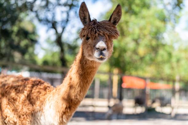 istock Selective focus shot of alpaca (Lama pacos) at the zoo 1433081395