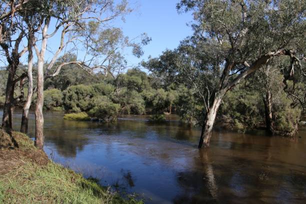 istock Lake in the park with trees during the daytime 1433081517