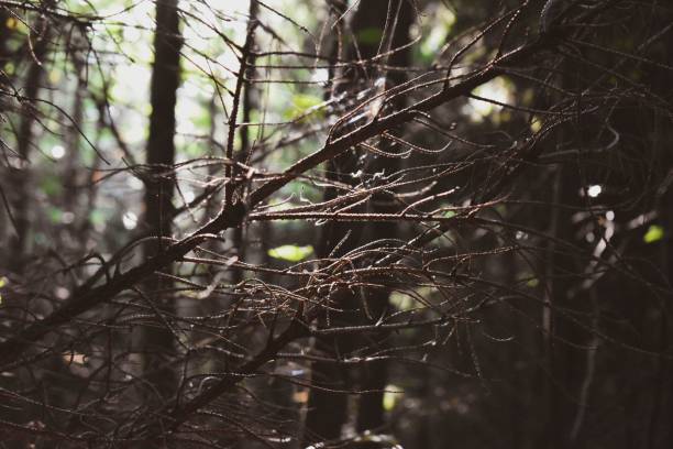istock Closeup of the tree branches in the forest 1433081712