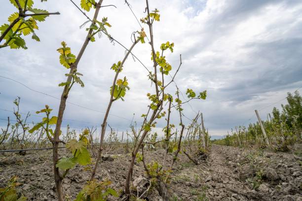 istock Vineyard in a rural area. Central Asia. 1433081843