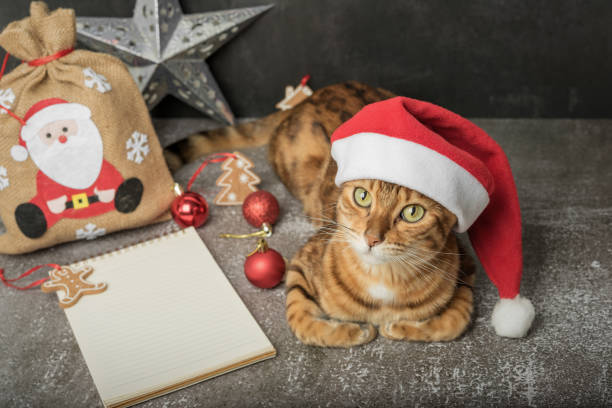 istock Bengal cat with Christmas decorations on a black background.Greeting card. 1433083578
