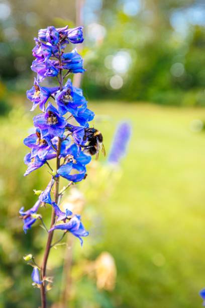 istock Selective of bee collecting pollen from a blue flower 1433083659