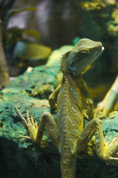 istock Vertical closeup shot of an iguana on blurry background 1433083908