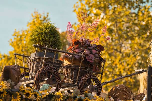 Proud female farm owner, in an orange apron, holding the wooden basket with fresh and ripe homegrown product from her organic agricultural filed