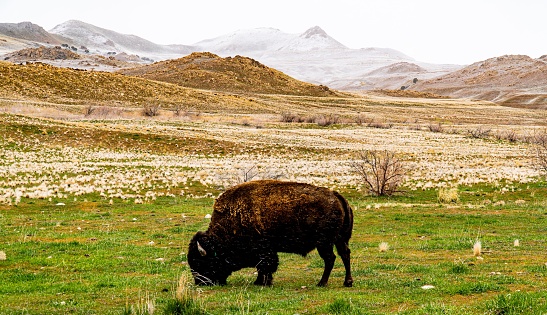 An American bison grazing grass at Antelope Island State Park in spring