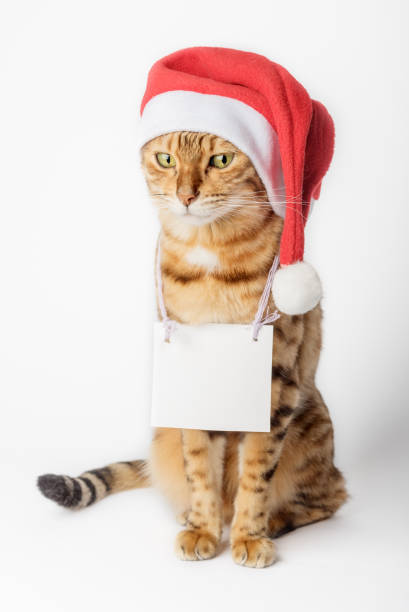 istock Cat in santa hat holding a sign isolated on white background 1433086082